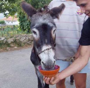 A 'chega' desenvólvese na Festa da Sopas de Burro canso (na imaxe)